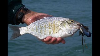 Southern California Surf Fishing Report 10 30 25