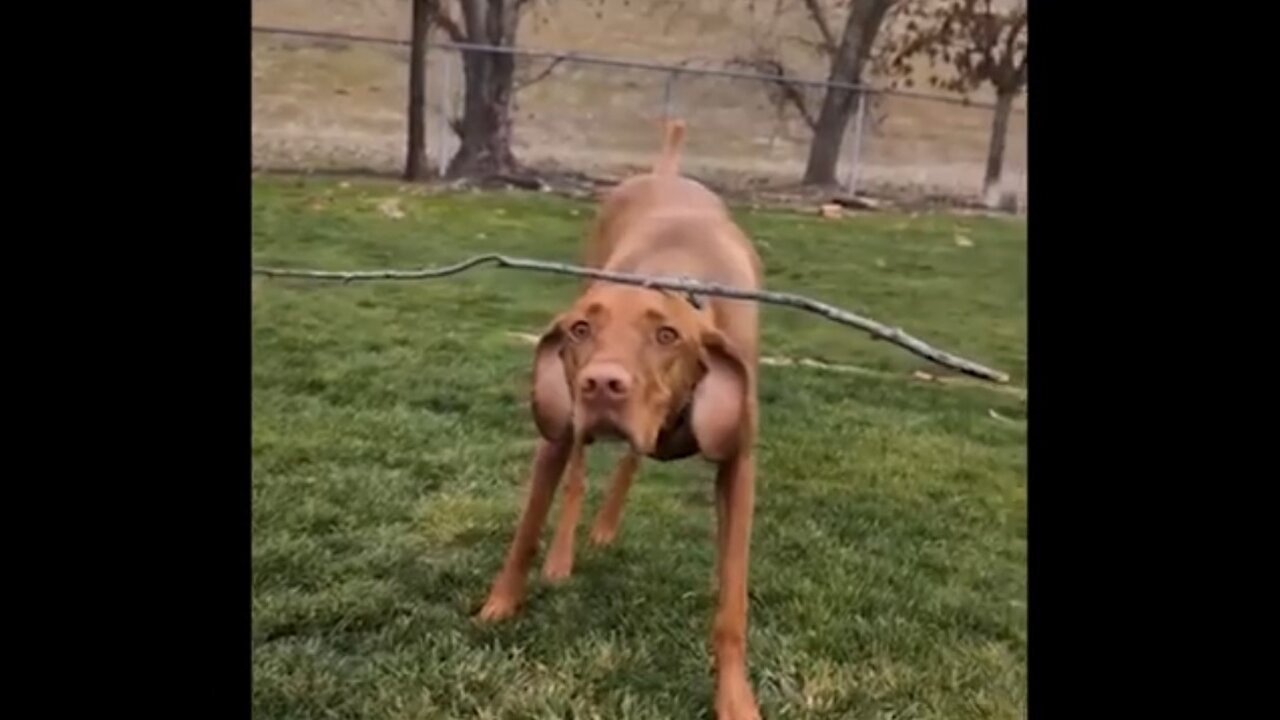 Your Daily Dose Of Pets