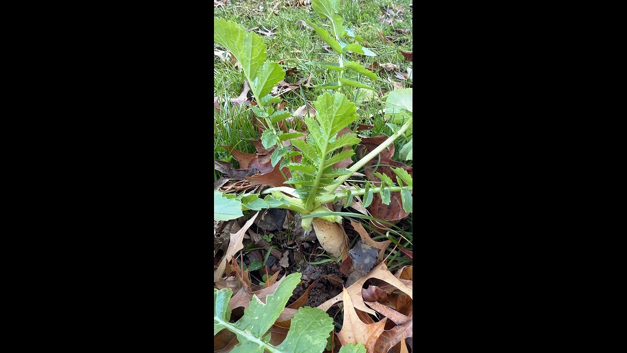 Sunny winter🇺🇸