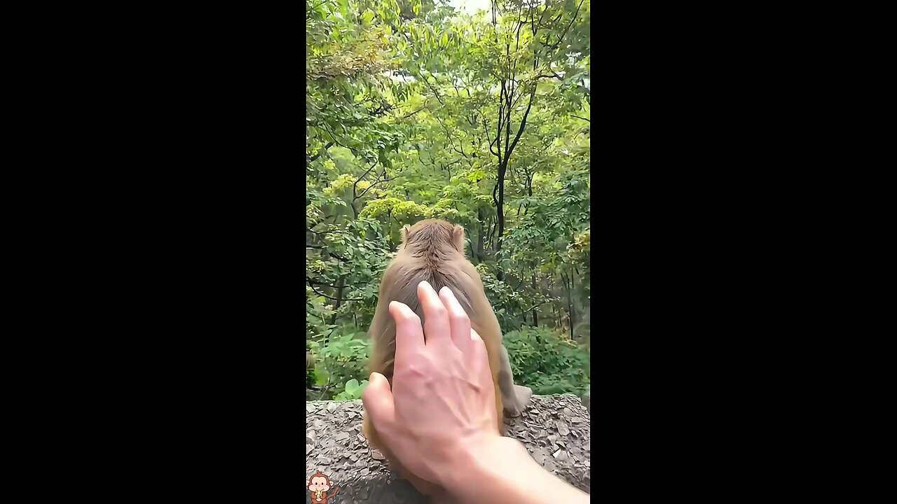 You scared the monkey😱😱