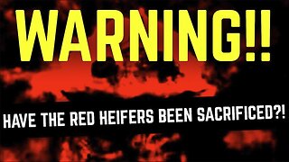 Disturbing Update About The Red Heifer Prophecy! | Minutes of Horror