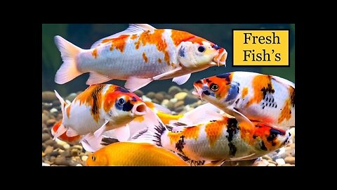 EVER FRESH FISH 🐠 LONDON