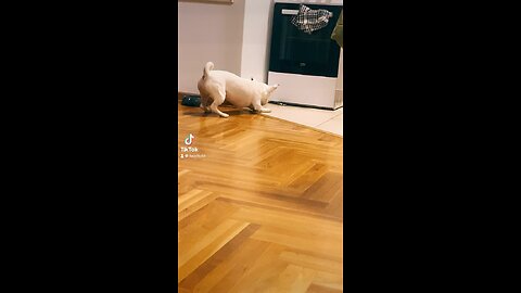 Hero in the yard, coward in the kitchen! 😂