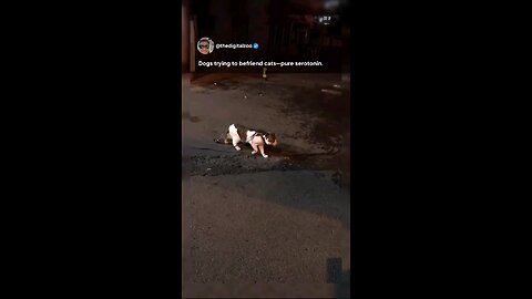 dogs and cat friends