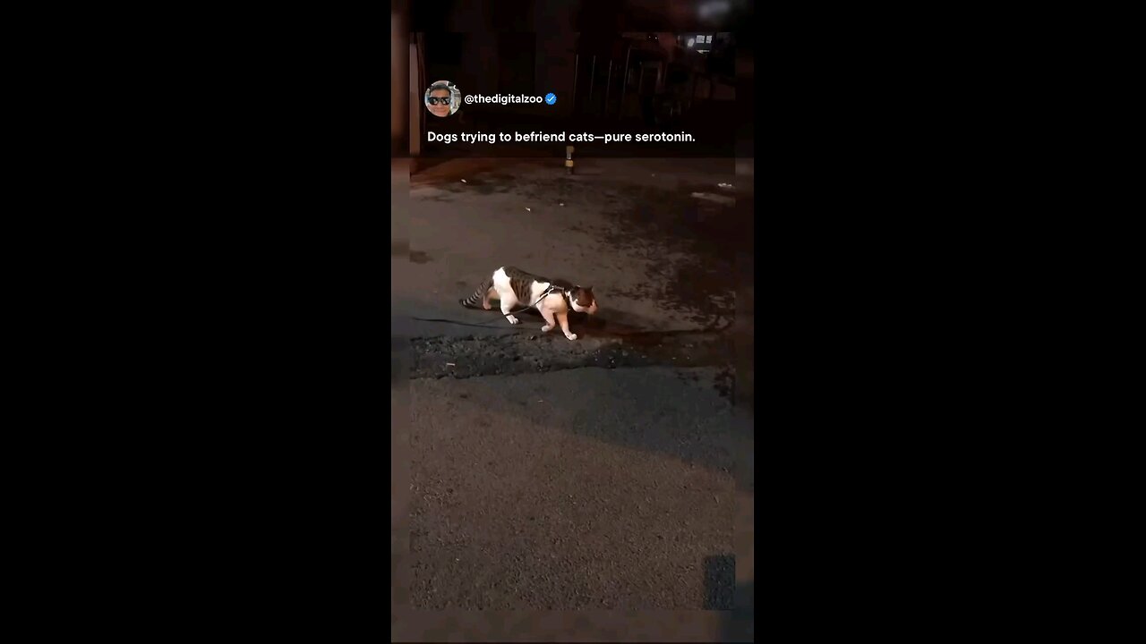 dogs and cat friends