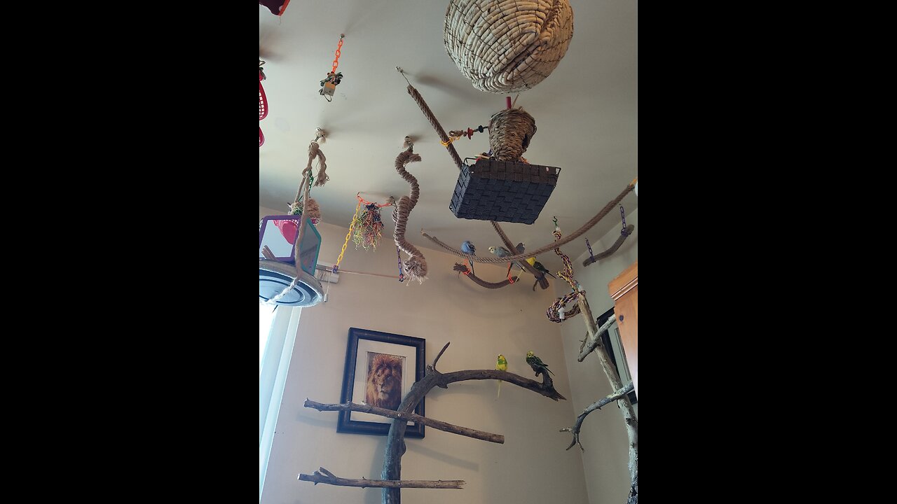 9 Parakeets close by