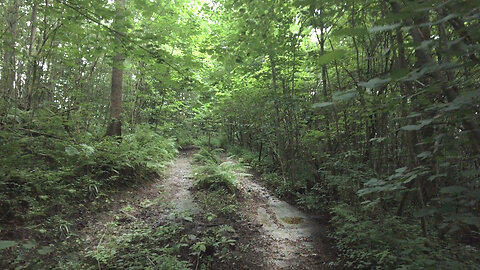 Deep Into The Forest | Relaxing Nature Ambiance
