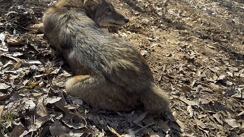Petting a coyote! Coyote trapping. Coyote Predator Control