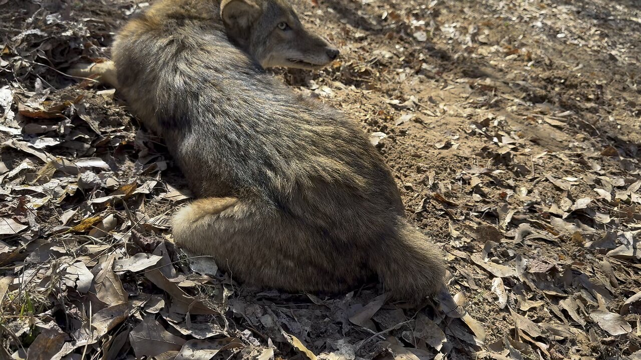 Petting a coyote! Coyote trapping. Coyote Predator Control