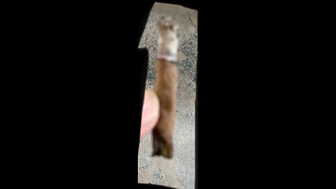 Rumbo’s vid
