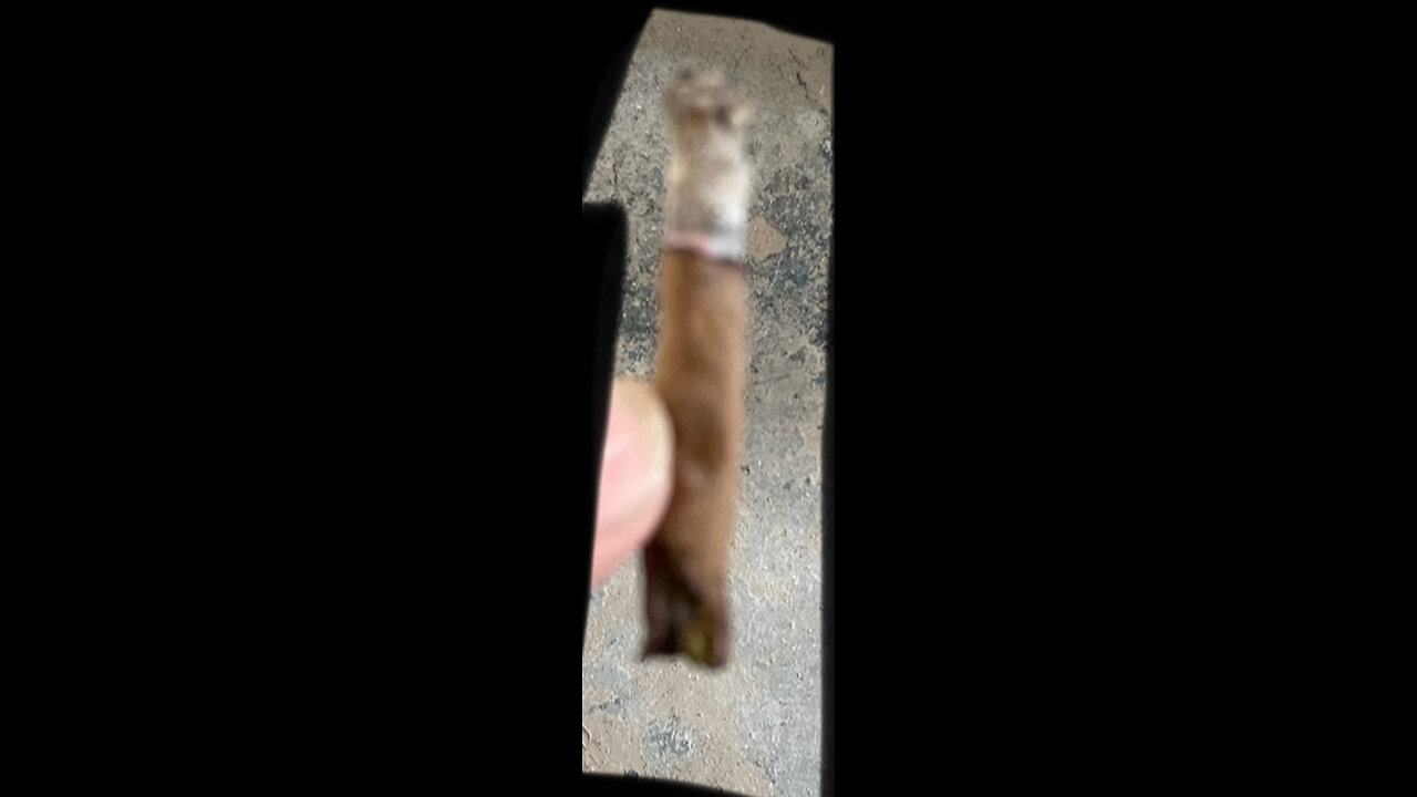 Rumbo’s vid