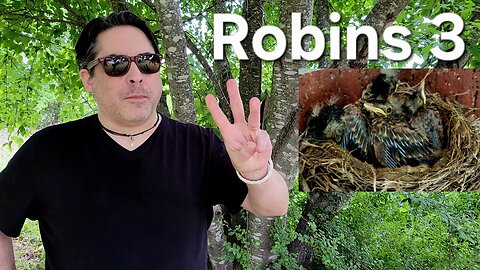 Four Fledgling Robins in the Nest - Day 3 Bird Watching