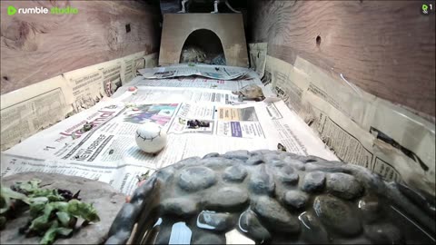 Shelly The Tortoise!