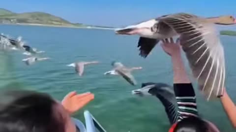 Bird Rest