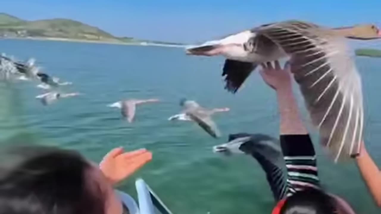 Bird Rest