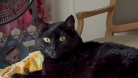Cute Precious Piper Has Natural Beauty - My Adopted Shelter Cat Vlog #shorts