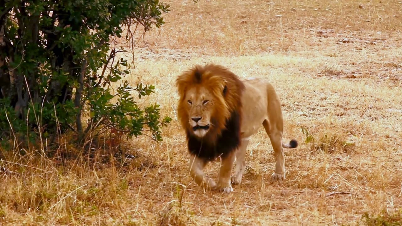 Lion Walk