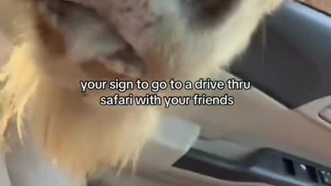 drive through safari gone wrong