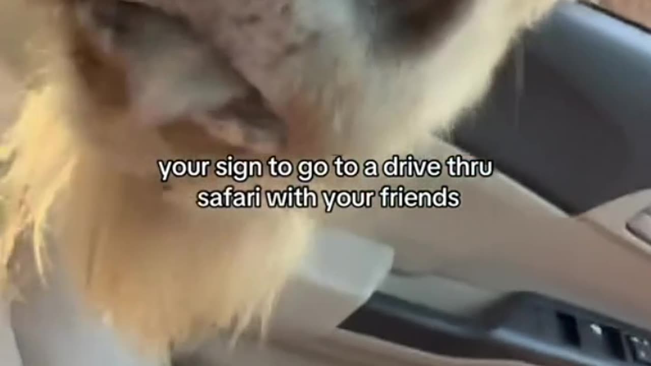 drive through safari gone wrong