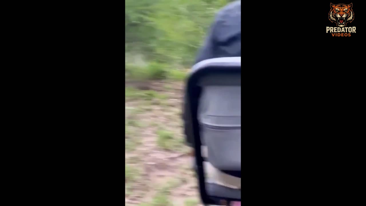 Warthog Cub got entangled
