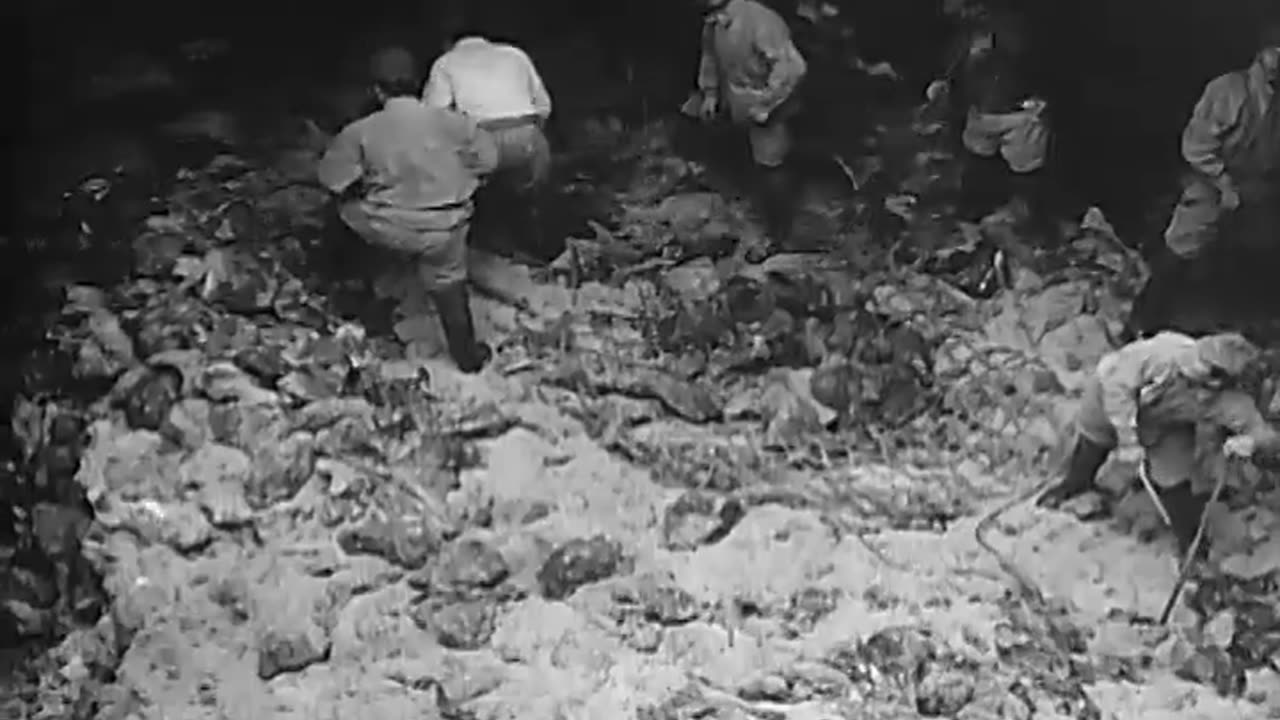 JAPANESE WHALING EXPEDITION IN ANTARCTIC - JAPANESE WHALING EXPEDITION IN ANTARCTIC - 111-adc-7145