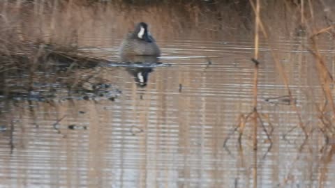 Beautiful Blue-winged Teal Duck