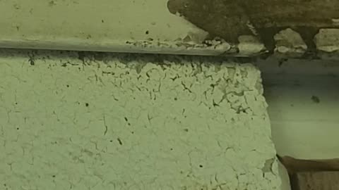 Yellow Jackets 8-9-25