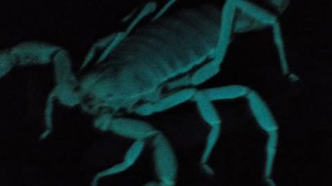 Close up on cute GLOWING scorpion face!!!!