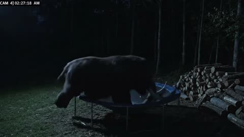 CCTV Camera Catches Animals Jumping on Trampoline! 😂🐾