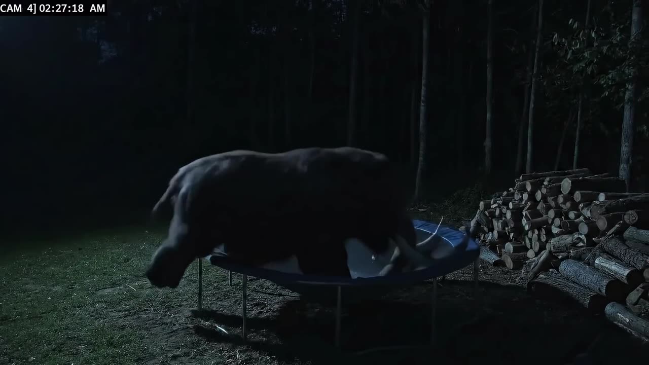 CCTV Camera Catches Animals Jumping on Trampoline! 😂🐾