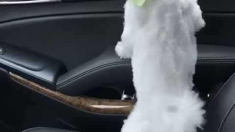 Funny dog poo in car