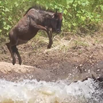 "The Spectacular Flight of Wildebeests: A Daring Leap into the River!"