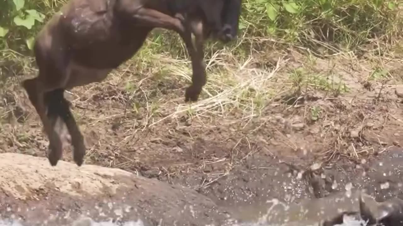 "The Spectacular Flight of Wildebeests: A Daring Leap into the River!"