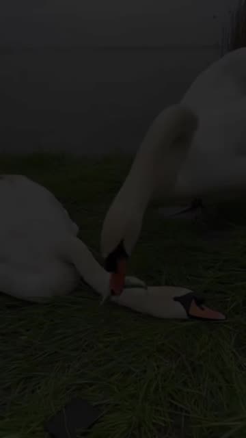 A swan touched my led and wouldn’t stop crying 😭