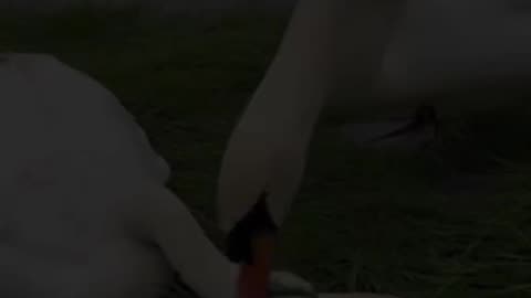 A swan touched my led and wouldn’t stop crying 😭