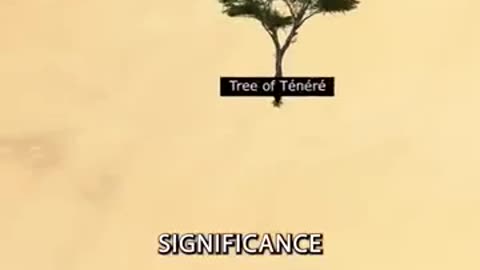 THE LONELIEST TREES IN THE WORLD