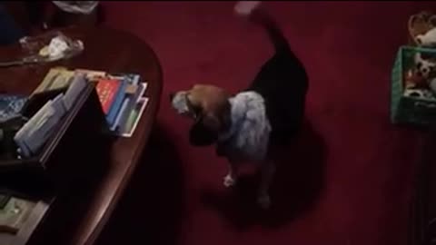Bossy Old Beagle