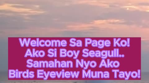 Boy Seagull Reel Intro