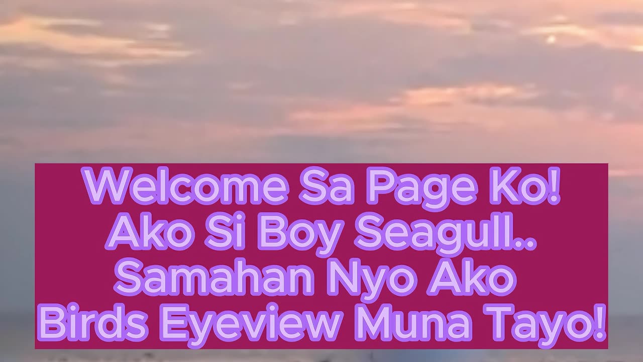 Boy Seagull Reel Intro