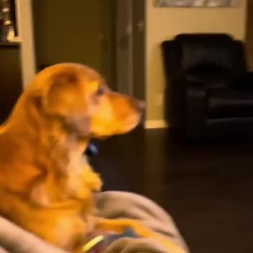 Dog gets scared seeing Darth Vader for the first time.. 😅