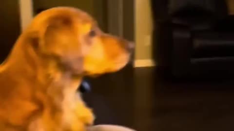 Dog gets scared seeing Darth Vader for the first time.. 😅