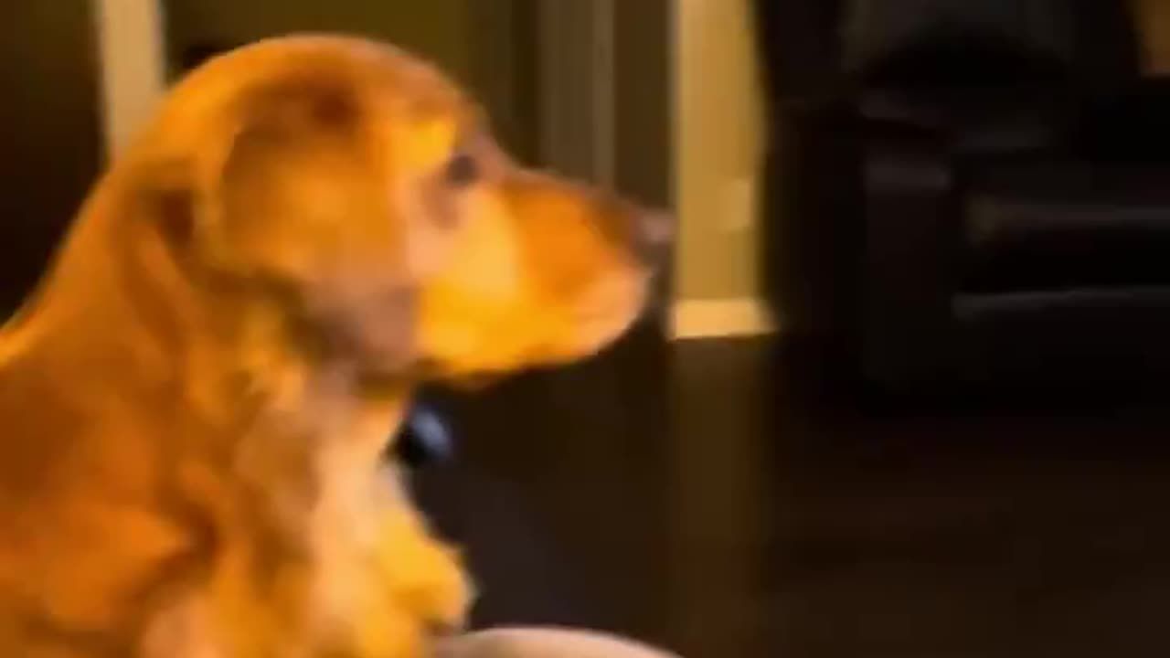 Dog gets scared seeing Darth Vader for the first time.. 😅