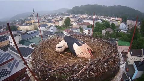 A caring parent protects their little ones from bad weather 🌧🌩🌪👍🙂 06.06.2025