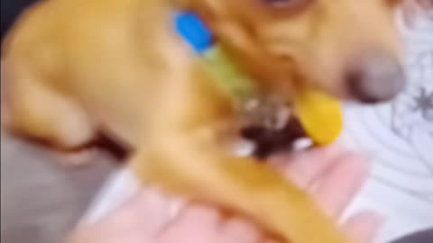Chihuahua only understands Spanish