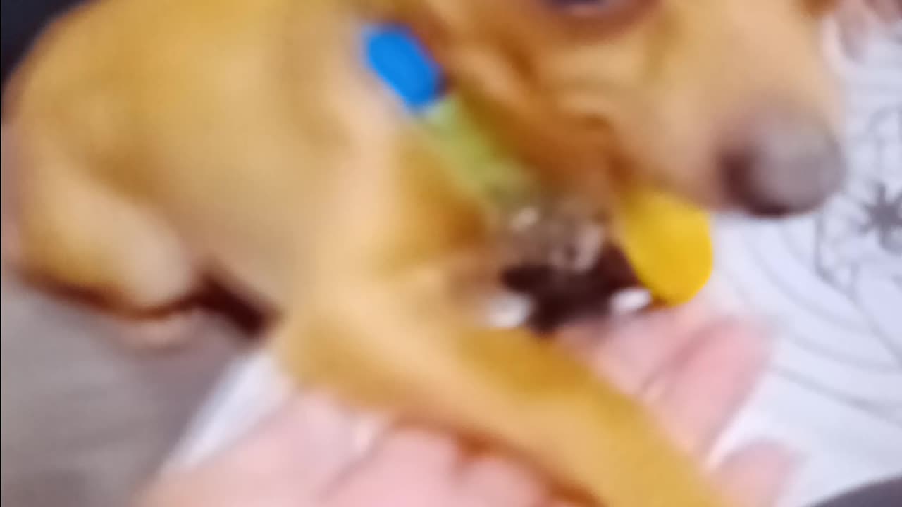 Chihuahua only understands Spanish