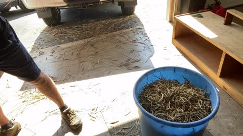 Threshing rye by hand