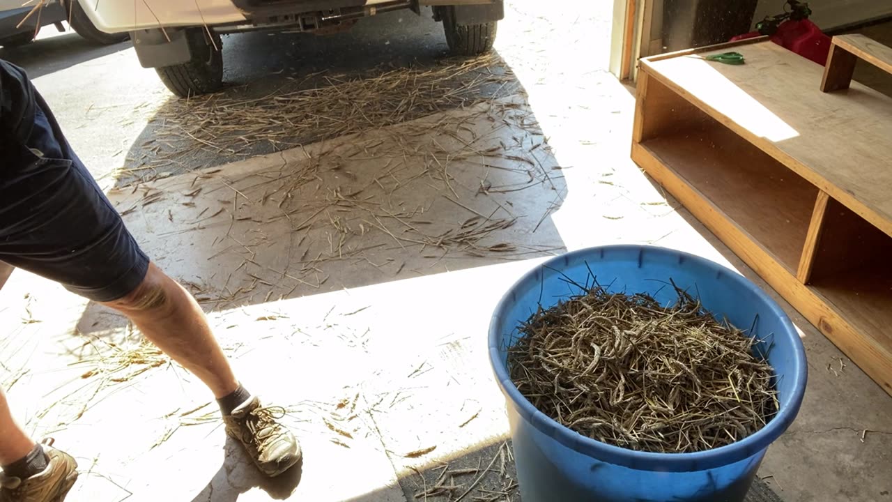 Threshing rye by hand