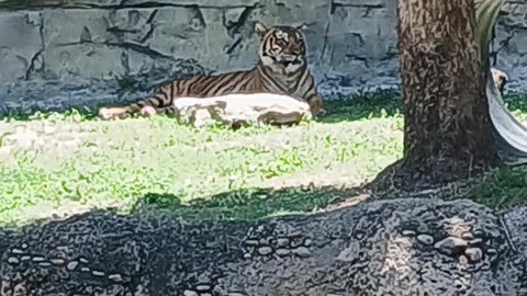 Busch Gardens Tampa Photo Dump
