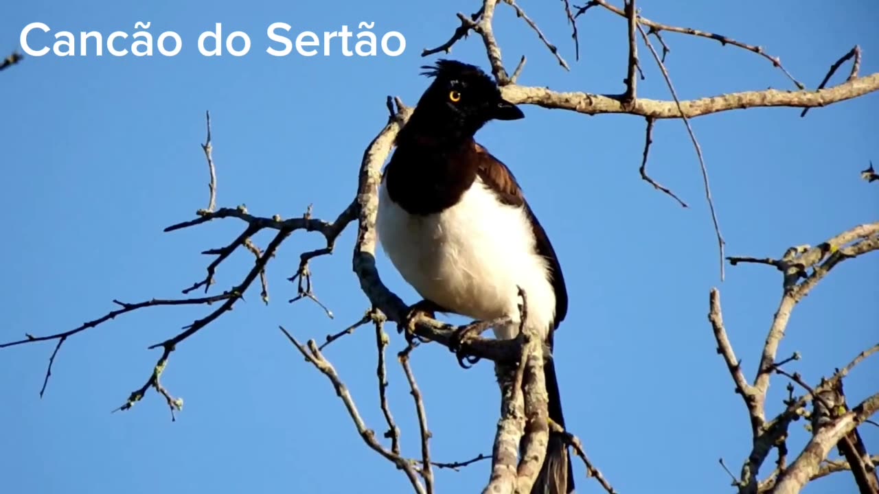 Canção do Sertão