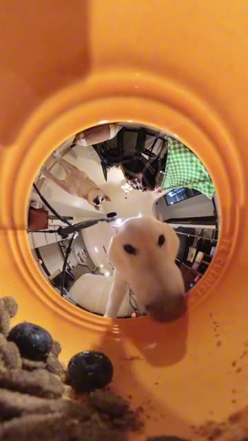 Looks like 2026 will be a dog eat dog year 🤣